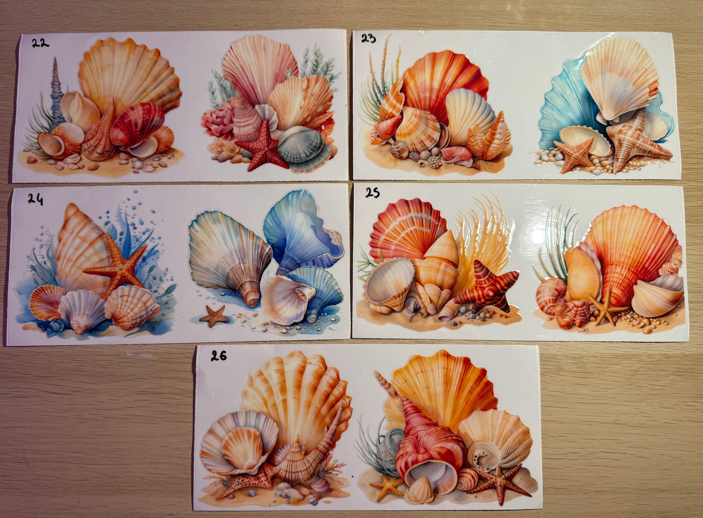Animaux marins/coquillage